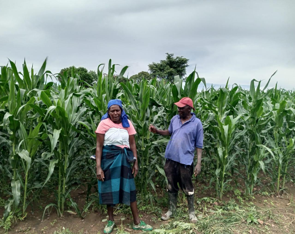 Smallholder farmers produce high yields using vermicomposting